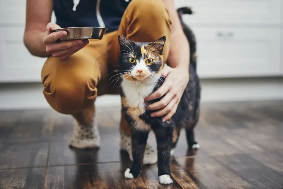 What's The Difference? Feline Veterinarians Compare Wet vs. Dry Cat Food - Vetster