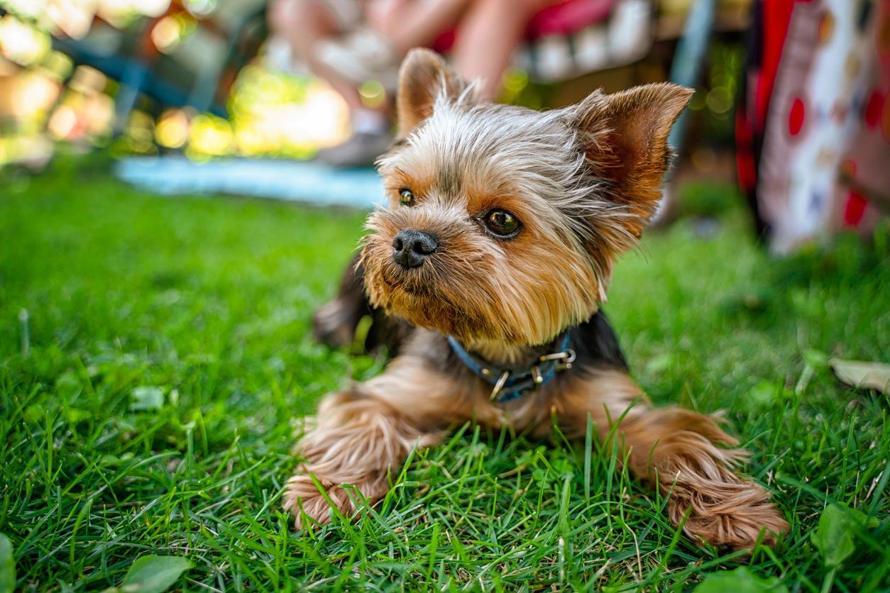 Microchipping your pet - Yorkshire Terrier lying on grass