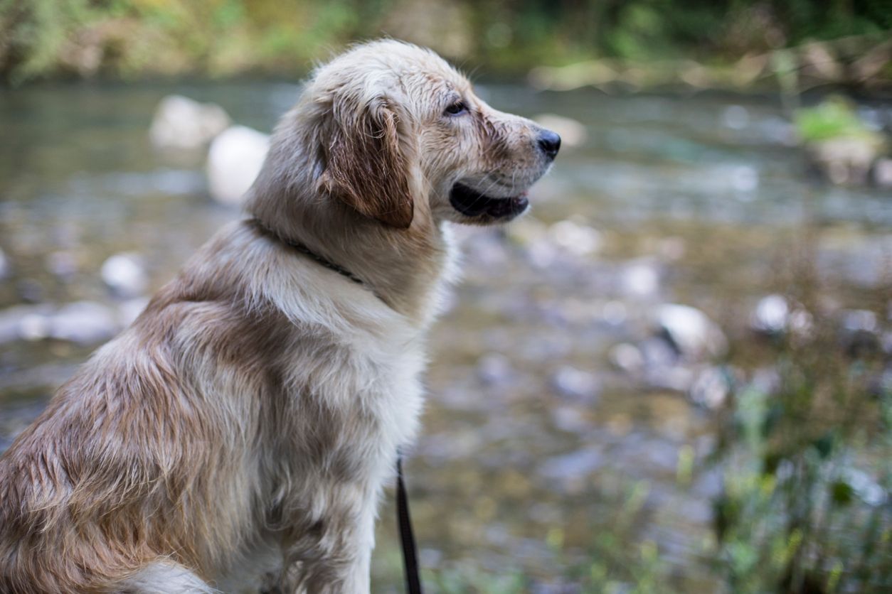  Histoplasmosis in dogs: Treatment and prevention - A dog sits next to a river